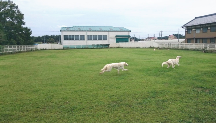 ドッグリゾート成田 愛犬にもリゾート宿泊のご褒美を